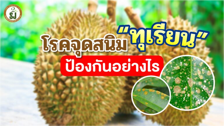 โรคจุดสนิมทุเรียน ป้องกันอย่างไร