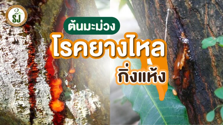 โรคยางไหลกิ่งแห้ง ต้นมะม่วง