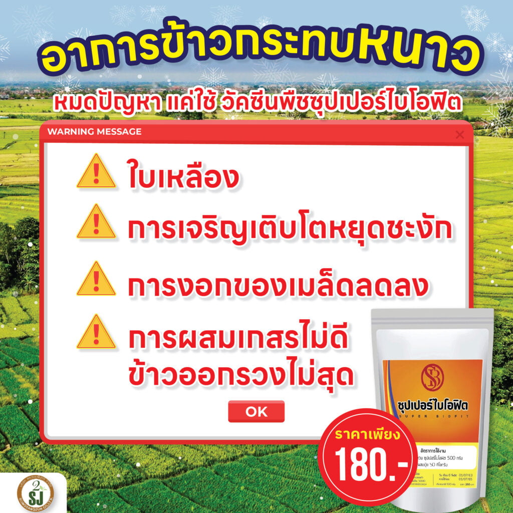 ข้าวกระทบหนาว