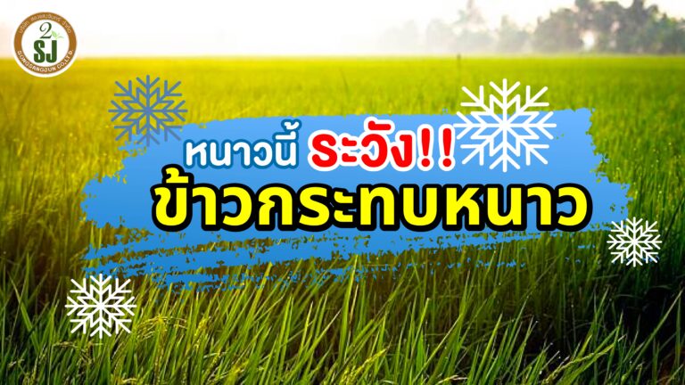 หนาวนี้ระวัง!! ข้าวกระทบหนาว