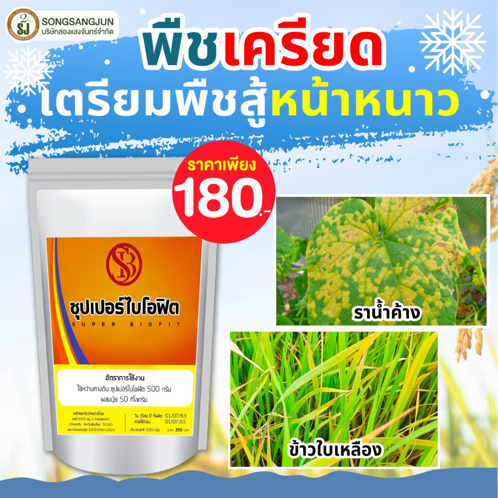 ข้าวกระทบหนาว