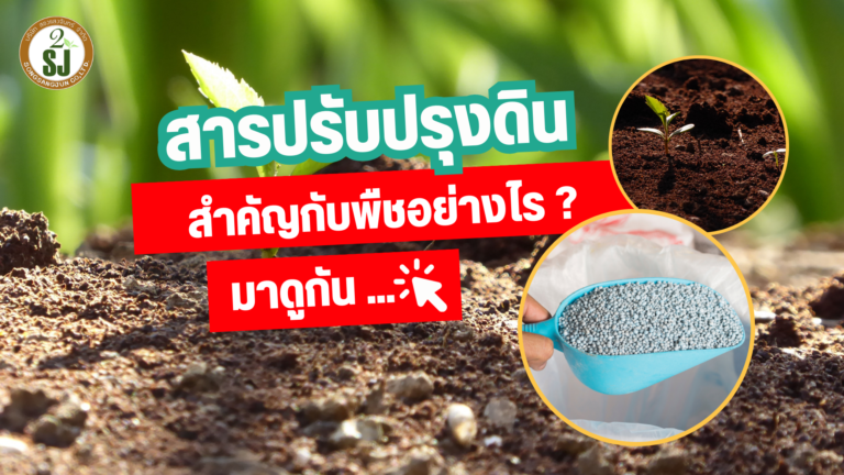 สารปรับปรุงดิน สำคัญอย่างไร?