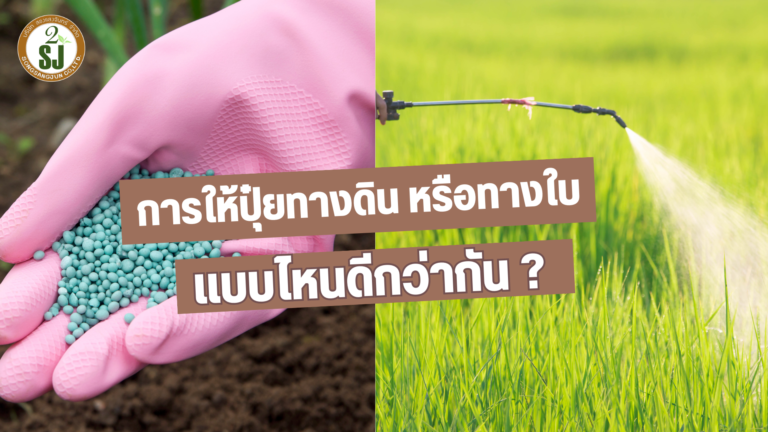 ปุ๋ย ทางดิน และ ปุ๋ยทางใบ