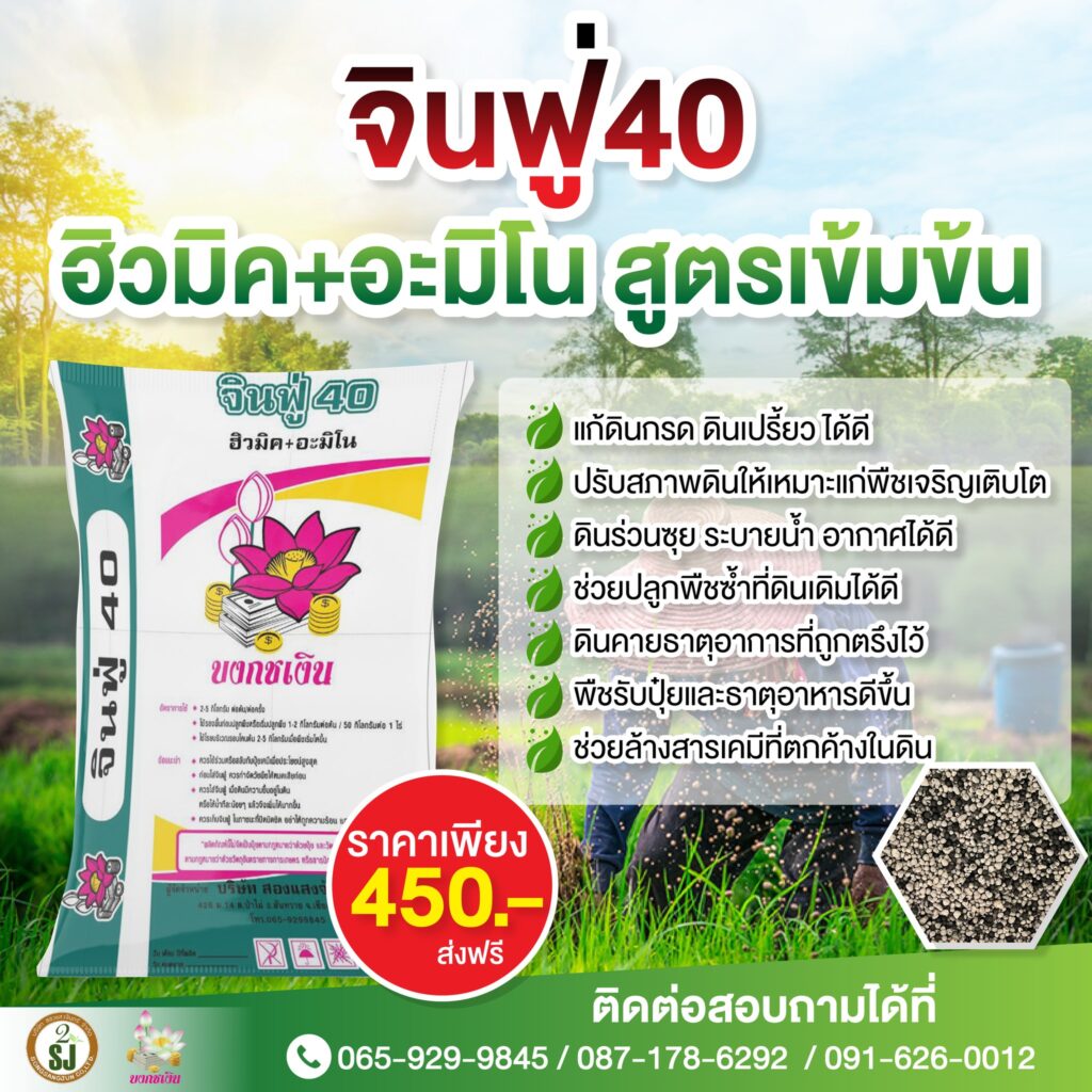 มันสำปะหลัง ปุ๋ยจินฟู่