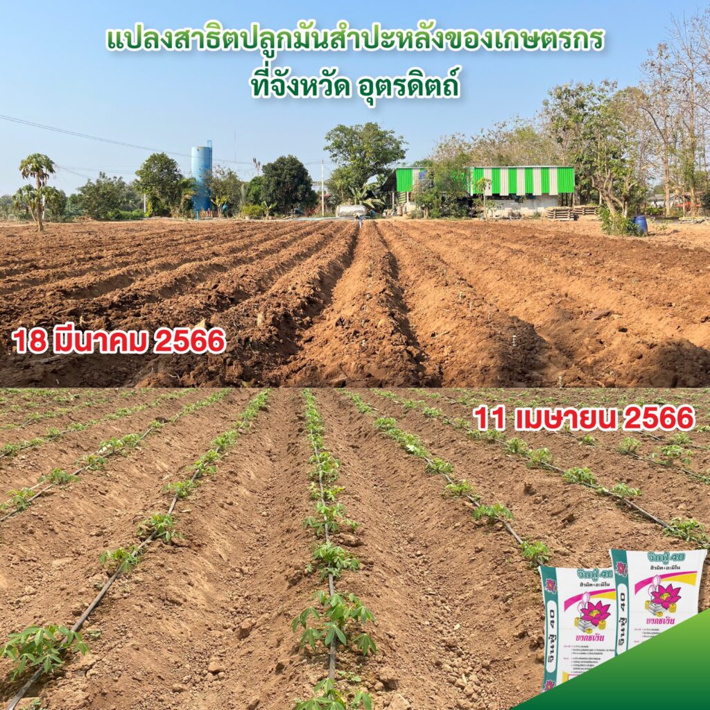 มันสำปะหลัง