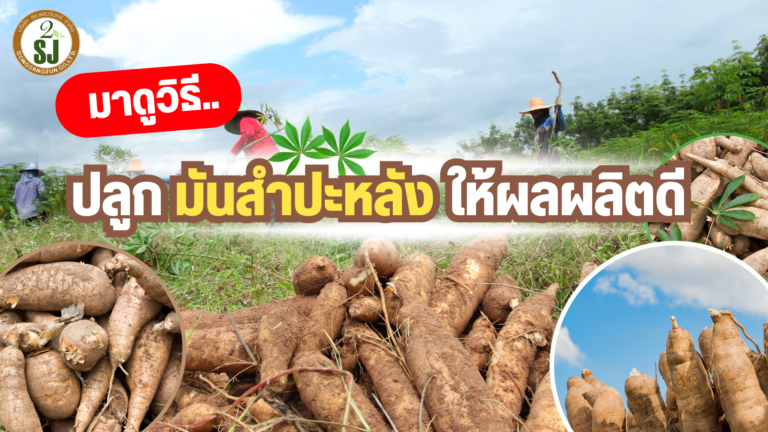 ปลูก มันสำปะหลัง ให้ผลผลิตดี