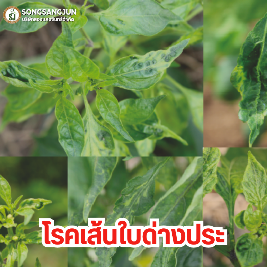 โรคใบเส้นประ