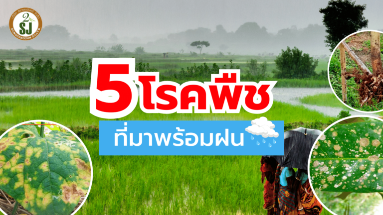 5 โรคพืชที่มากับ หน้าฝน