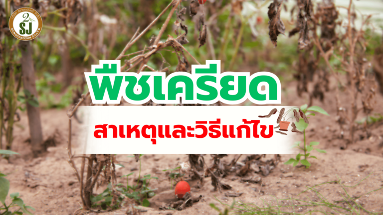 พืชเครียด สาเหตุและวิธีแก้ไข
