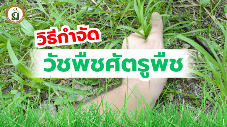 วัชพืช วิธีกำจัด
