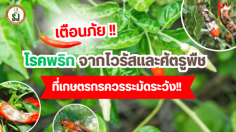 โรคพริก จากไวรัสและศัตรูพืช