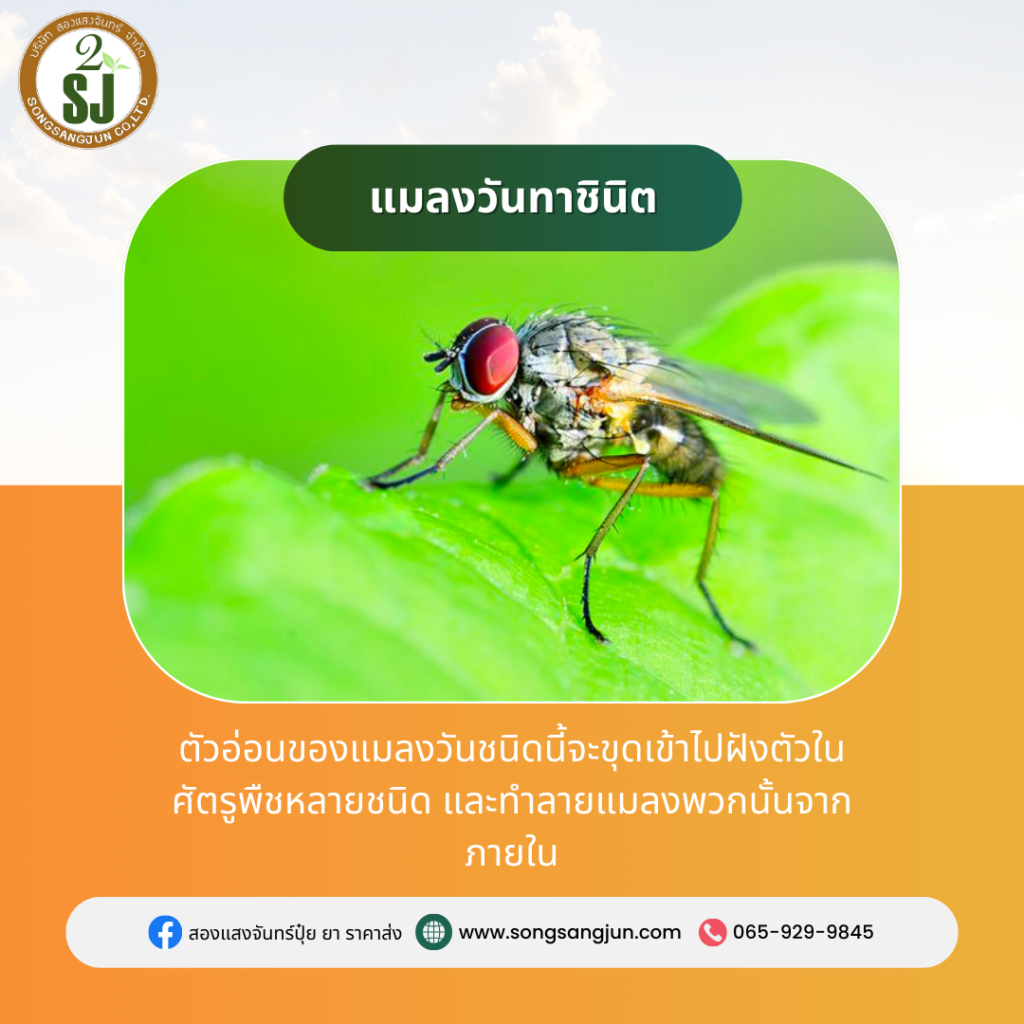 6 แมลงนักล่าปราบ ศัตรูพืช