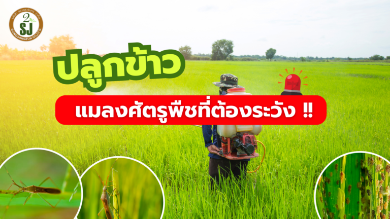 ข้าว แมลงศัตรูพืชที่ต้องระวัง