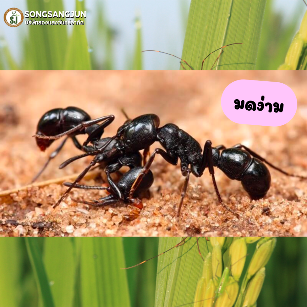 -ศัตรู