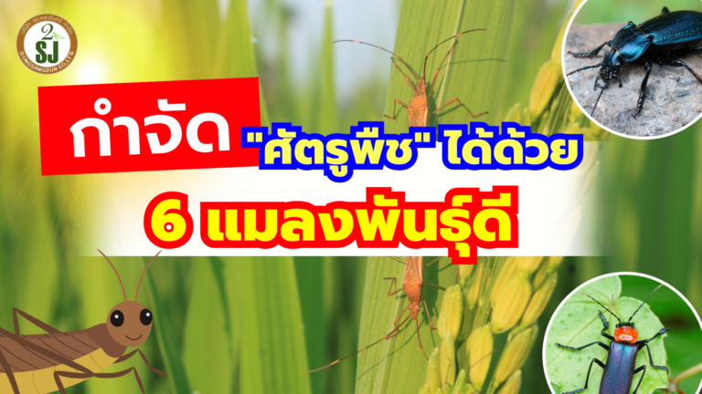 ศัตรูพืช กำจัดได้ด้วย 6 แมลงพันธุ์ดี