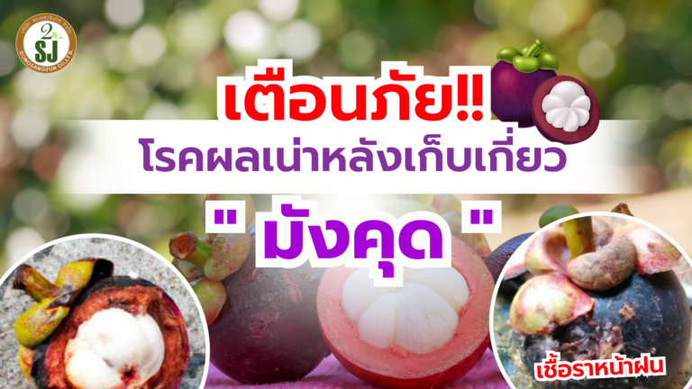 มังคุด ระวังโรคผลเน่าหลังเก็บเกี่ยว