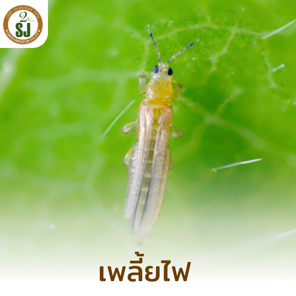 เพลี้ย เพลี้ยไฟ