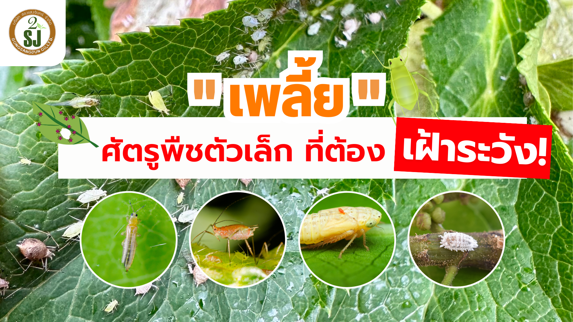 เพลี้ย