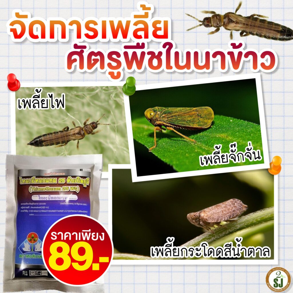 สองแสงจันทร์ ยาเพลี้ย หนอน