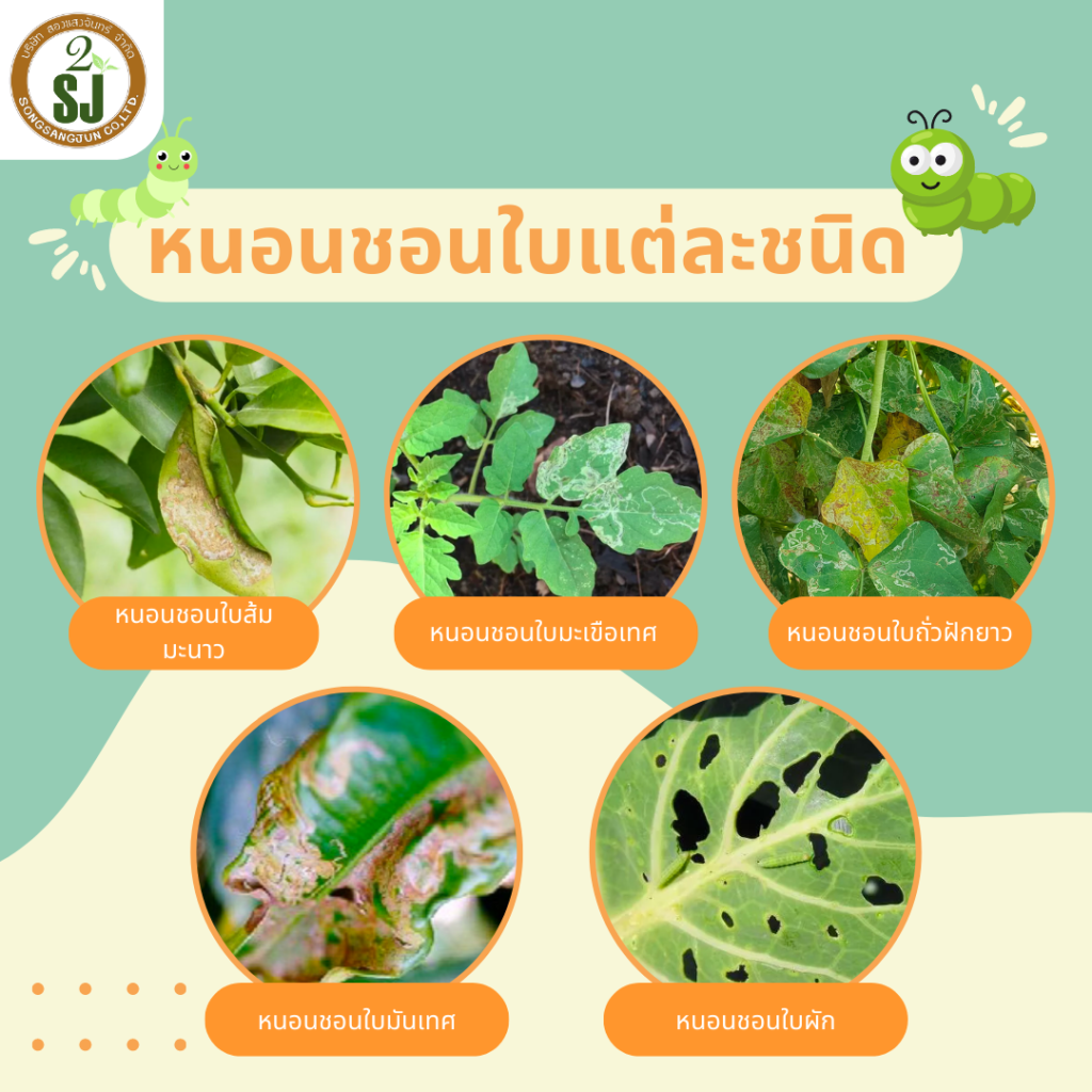 หนอนชอนใบ