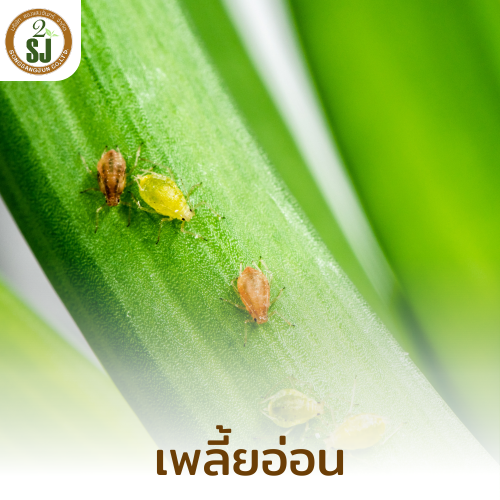 เพลี้ย เพลี้ยอ่อน