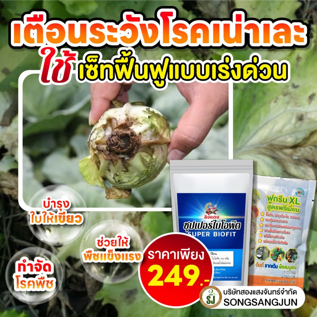 เตือนภัยโรคเน่าเละ