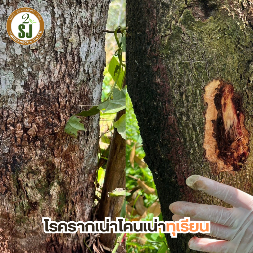 ทุเรียน โรครากเน่าโคนเน่า