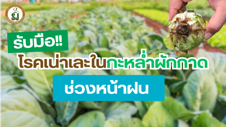โรคเน่าเละ ในกะหล่ำผักกาดช่วงหน้าฝน