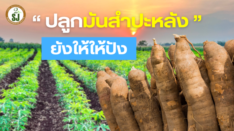 ปลูกมันสำปะหลัง ยังไงให้ปัง