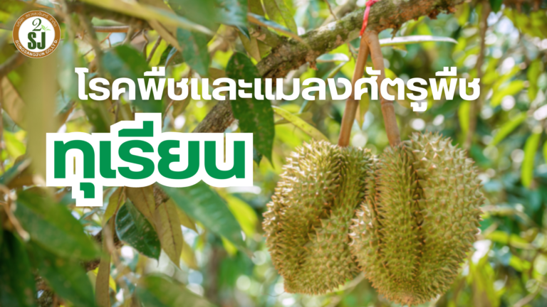 ทุเรียน โรคพืชและแมลงศัตรูพืช