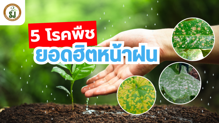 โรคพืช 5 โรคยอดฮิตช่วงหน้าฝน