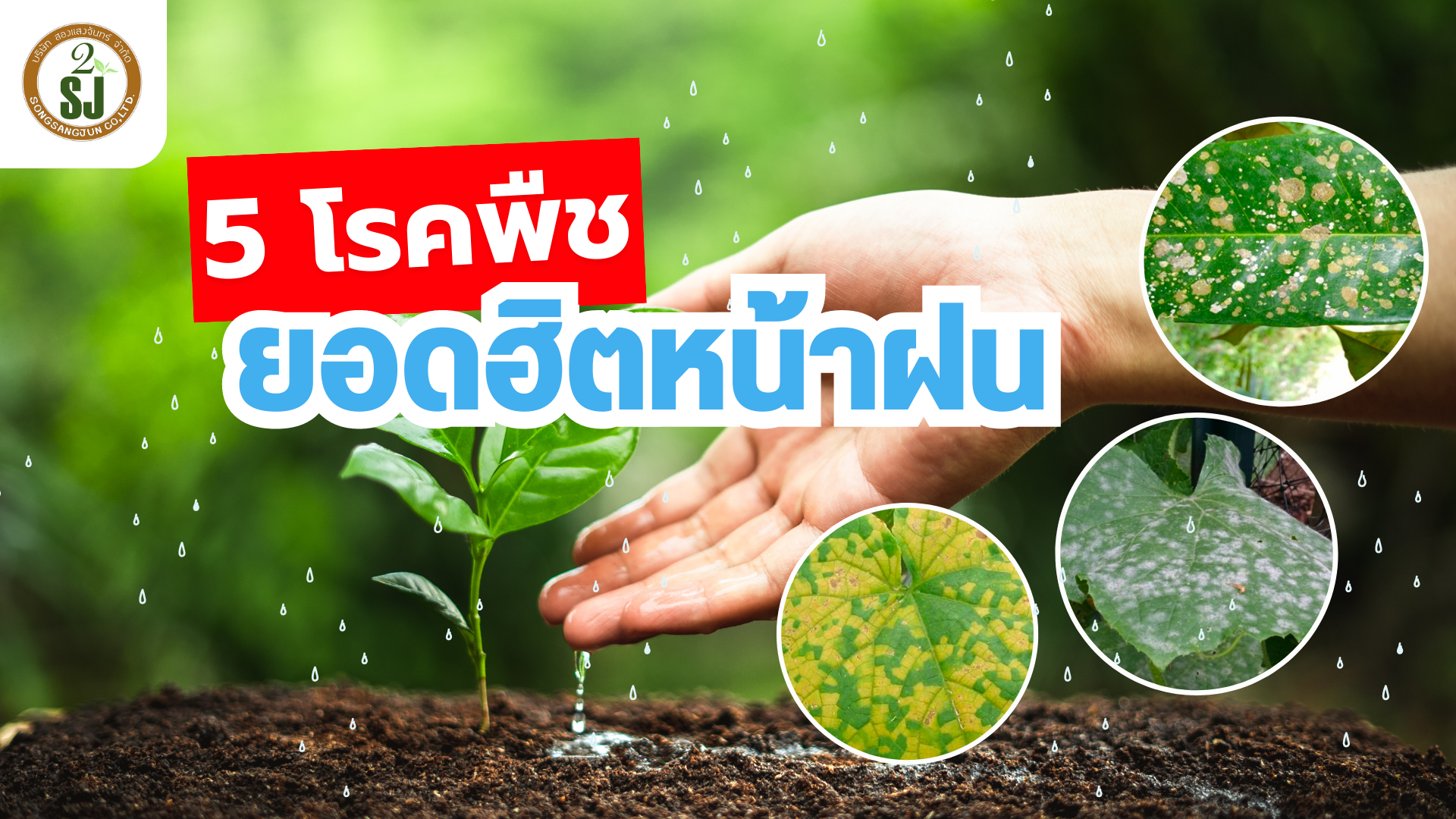 5 โรคพืชหน้าฝน