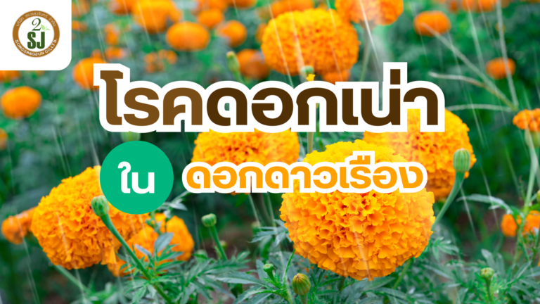 โรคดอกเน่า ของดาวเรือง