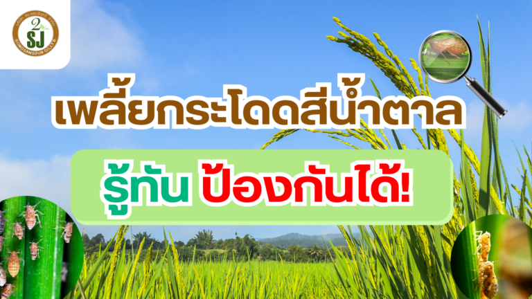 เพลี้ยกระโดดสีน้ำตาล รู้ทันป้องกันได้!