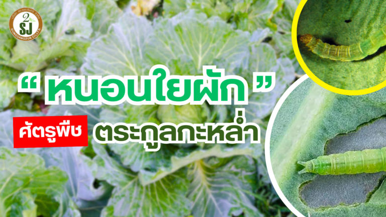 หนอนใยผัก ศัตรูพืชตระกูลกะหล่ำ