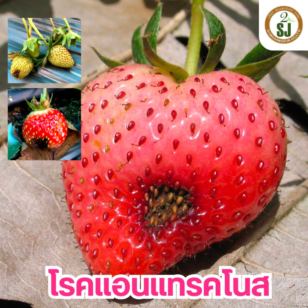 โรคแอนแทรคโนส ในสตรอเบอร์รี่