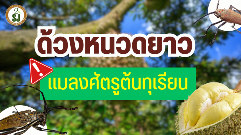 ด้วงหนวดยาว แมลงศัตรูต้นทุเรียน
