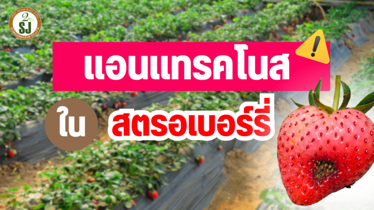 โรคแอนแทรคโนส ในสตรอเบอร์รี่