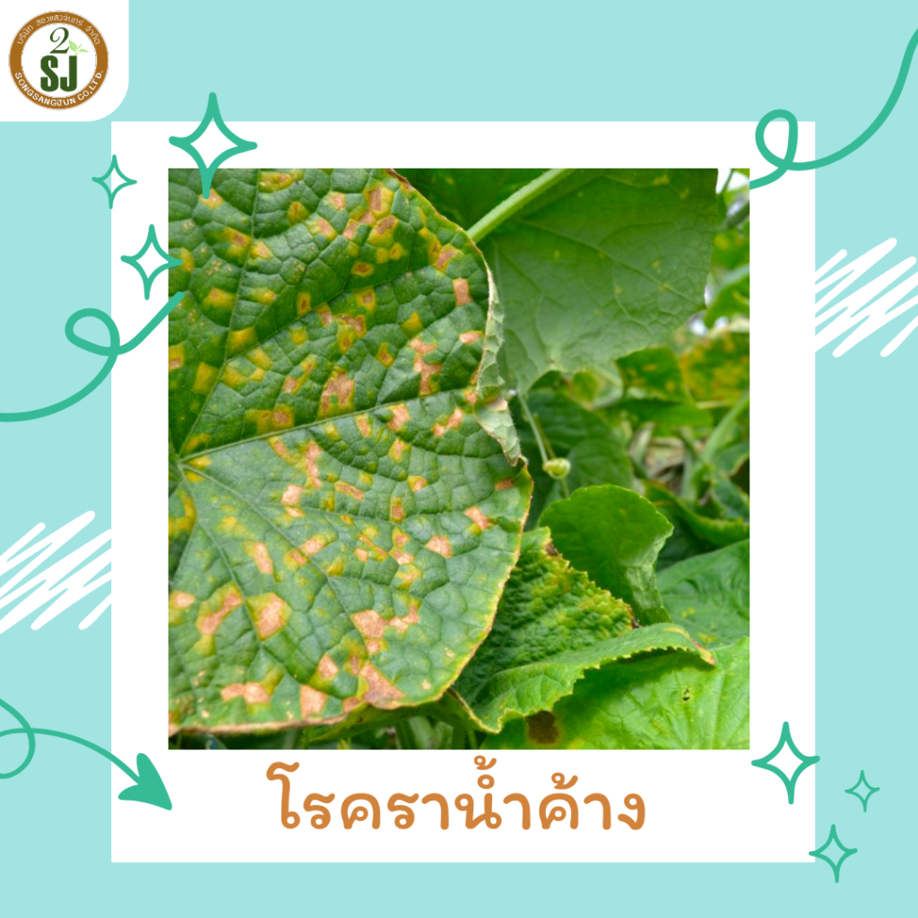 โรคราน้ำค้าง