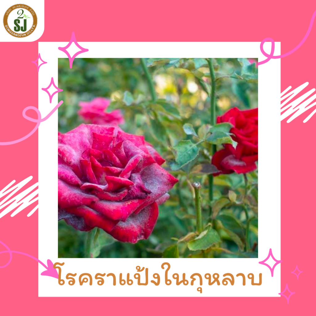 โรคราแป้งในกุหลาบ โรคพืช