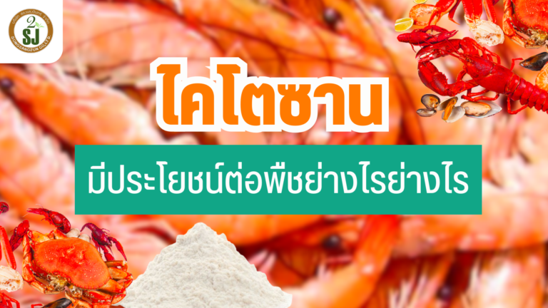 ไคโตซาน มีประโยชน์ต่อพืชอย่างไร