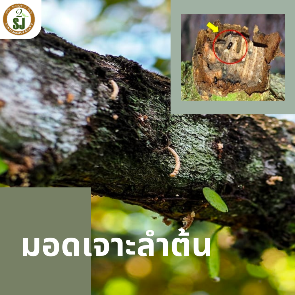 มอด