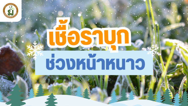 โรคพืช ที่มาในช่วงหน้าหนาว