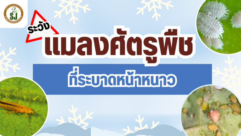 แมลงศัตรูพืช ที่ระบาดหน้าหนาว