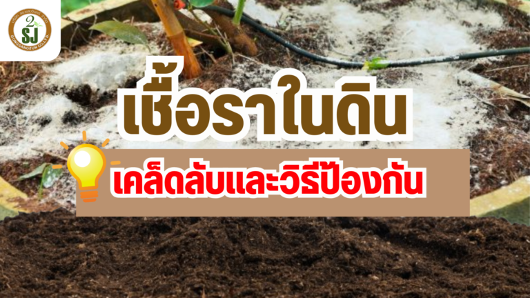 เชื้อราในดิน เคล็ดลับและวิธีป้องกัน