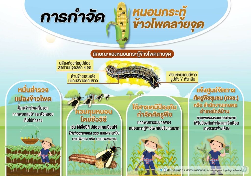 หนอนกระทู้ข้าวโพดลายจุด