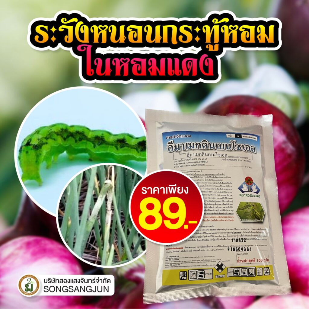 แมลงศัตรูพืช