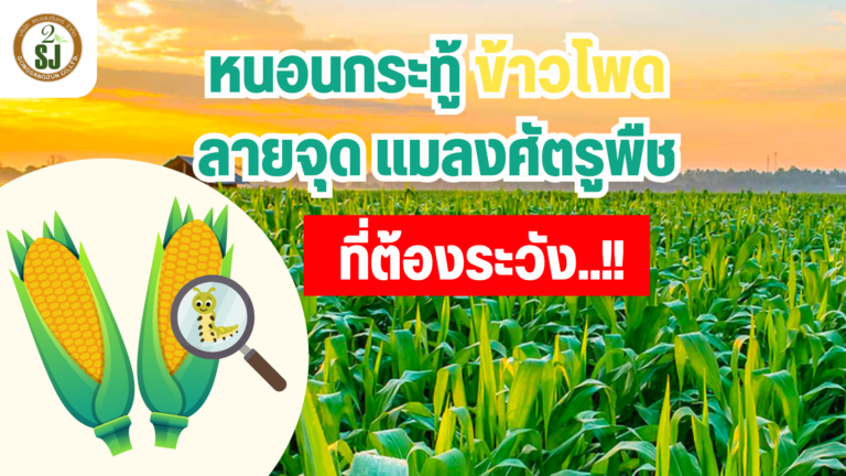 หนอนกระทู้ข้าวโพดลายจุด แมลงศัตรูพืชที่ต้องระวัง