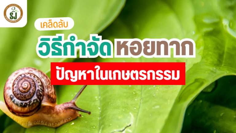 หอยทาก ปัญหาในเกษตรกรรม