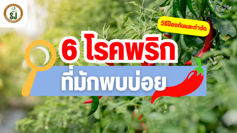 6 โรคพริกที่มักพบบ่อย